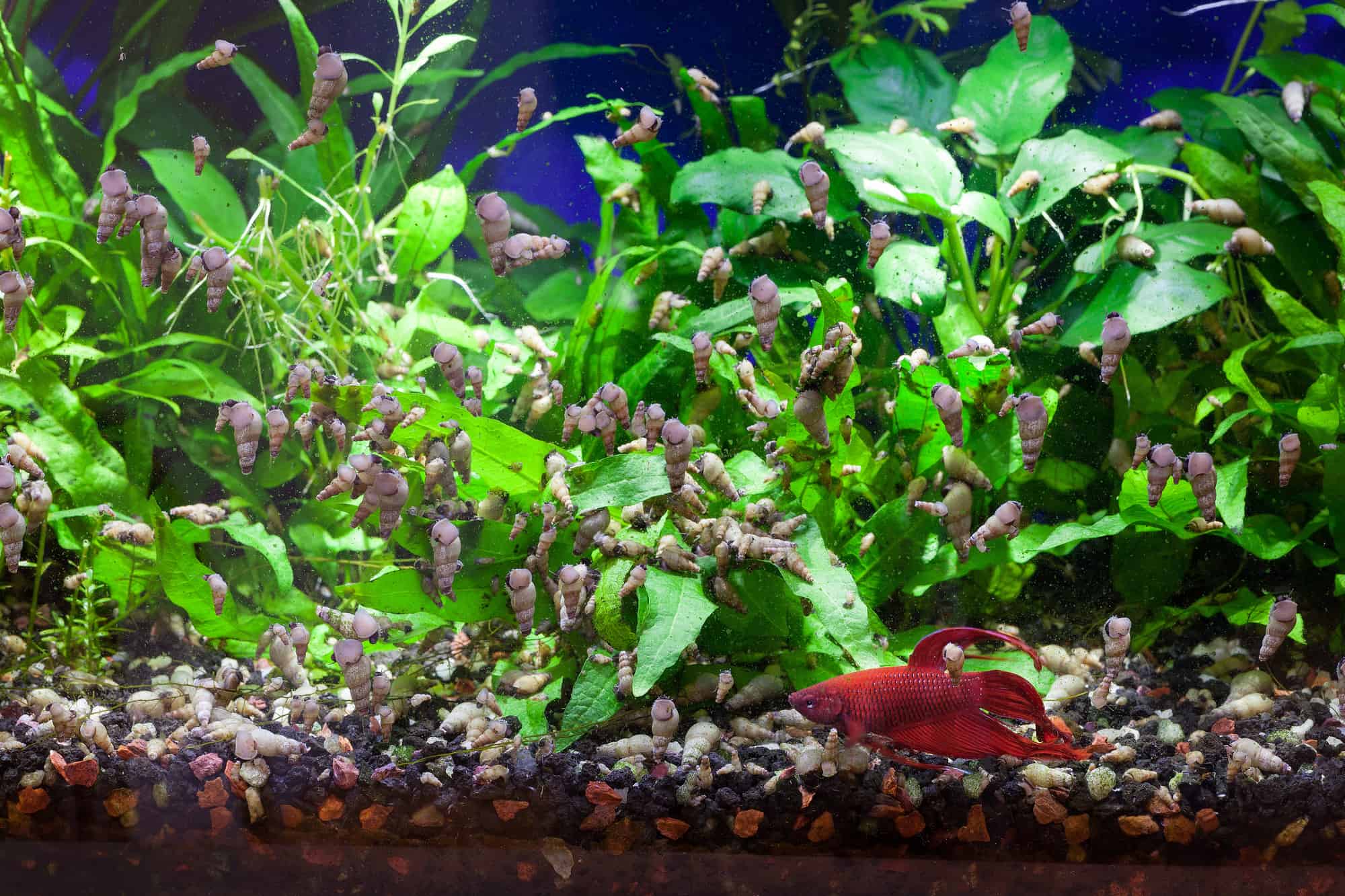 Malaysian Trumpet Snails Full Care Guide