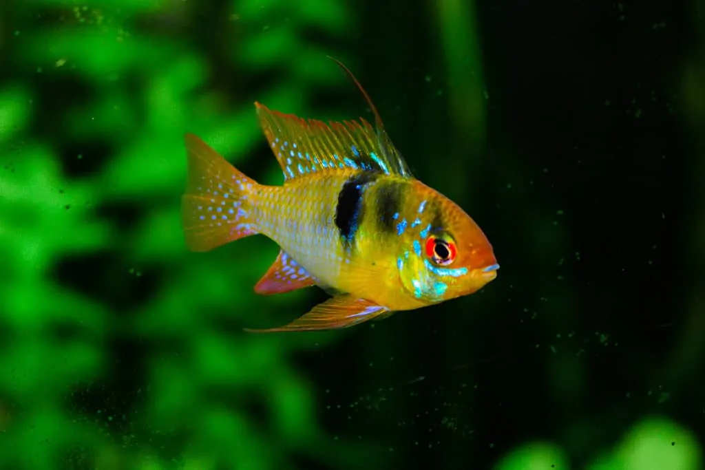 colorful aquarium fish