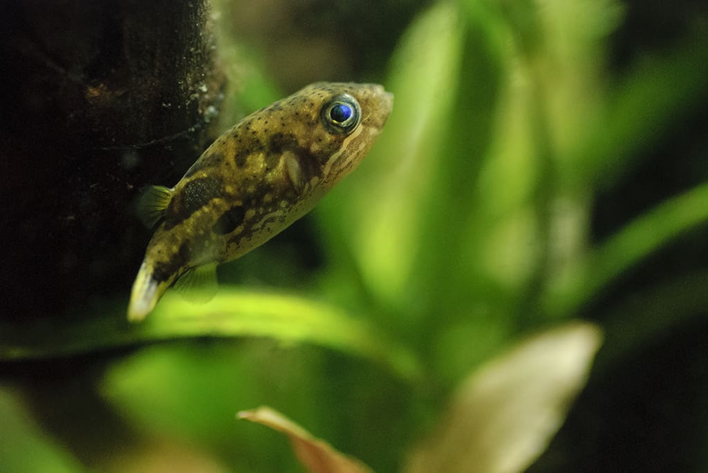 freshwater puffer fish