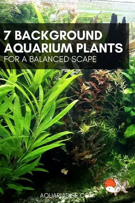 7 background aquarium plants | For balance & depth!