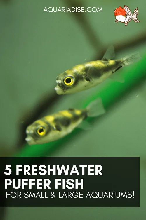 5 freshwater puffer fish | The helicopters of the aquarium world!