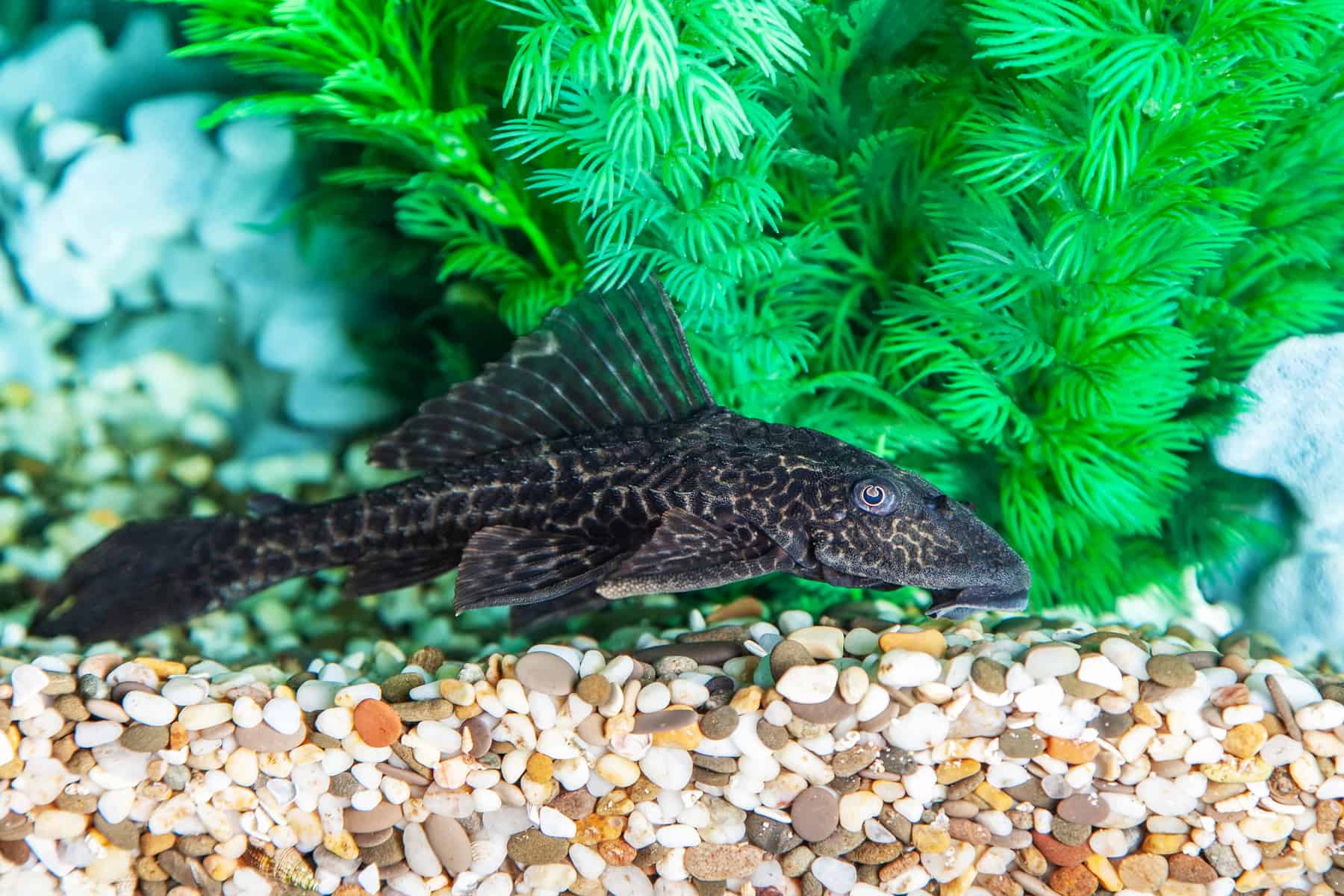 freshwater aquarium catfish