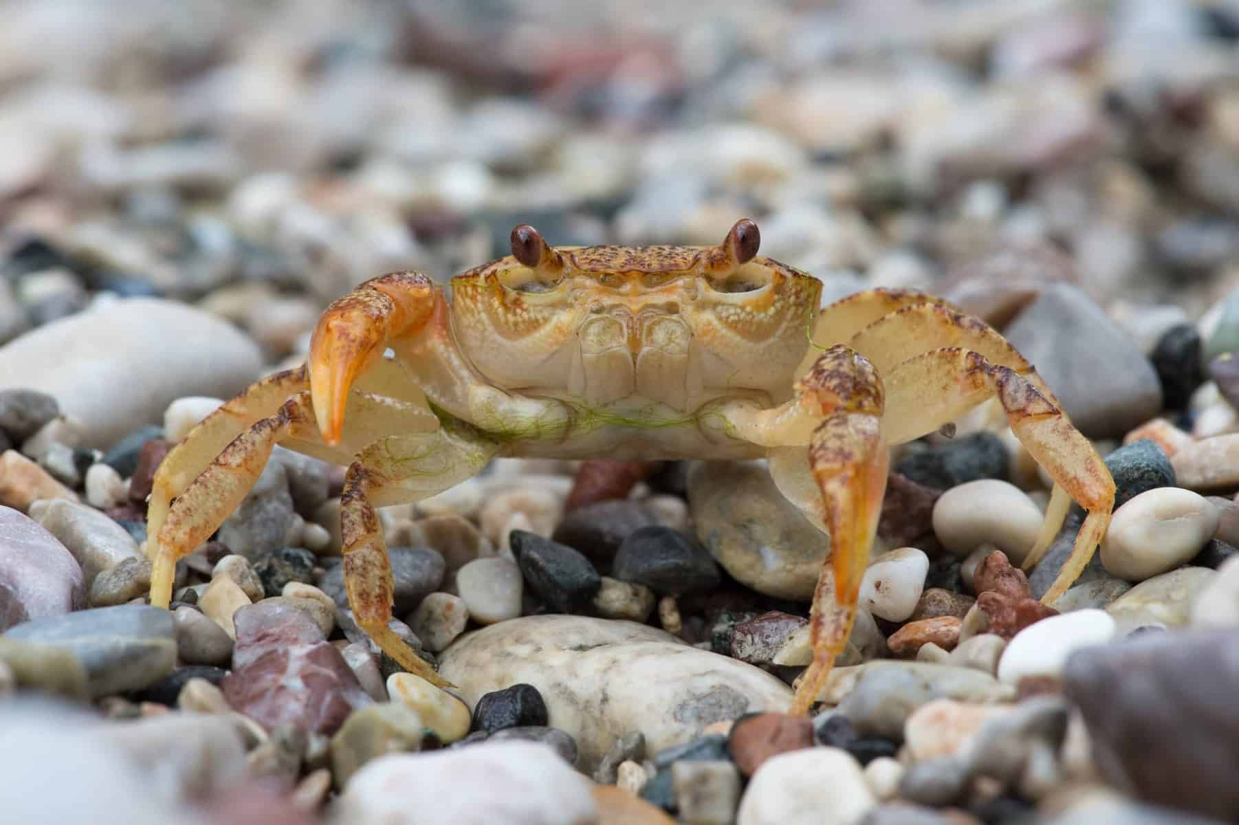 Freshwater Crabs