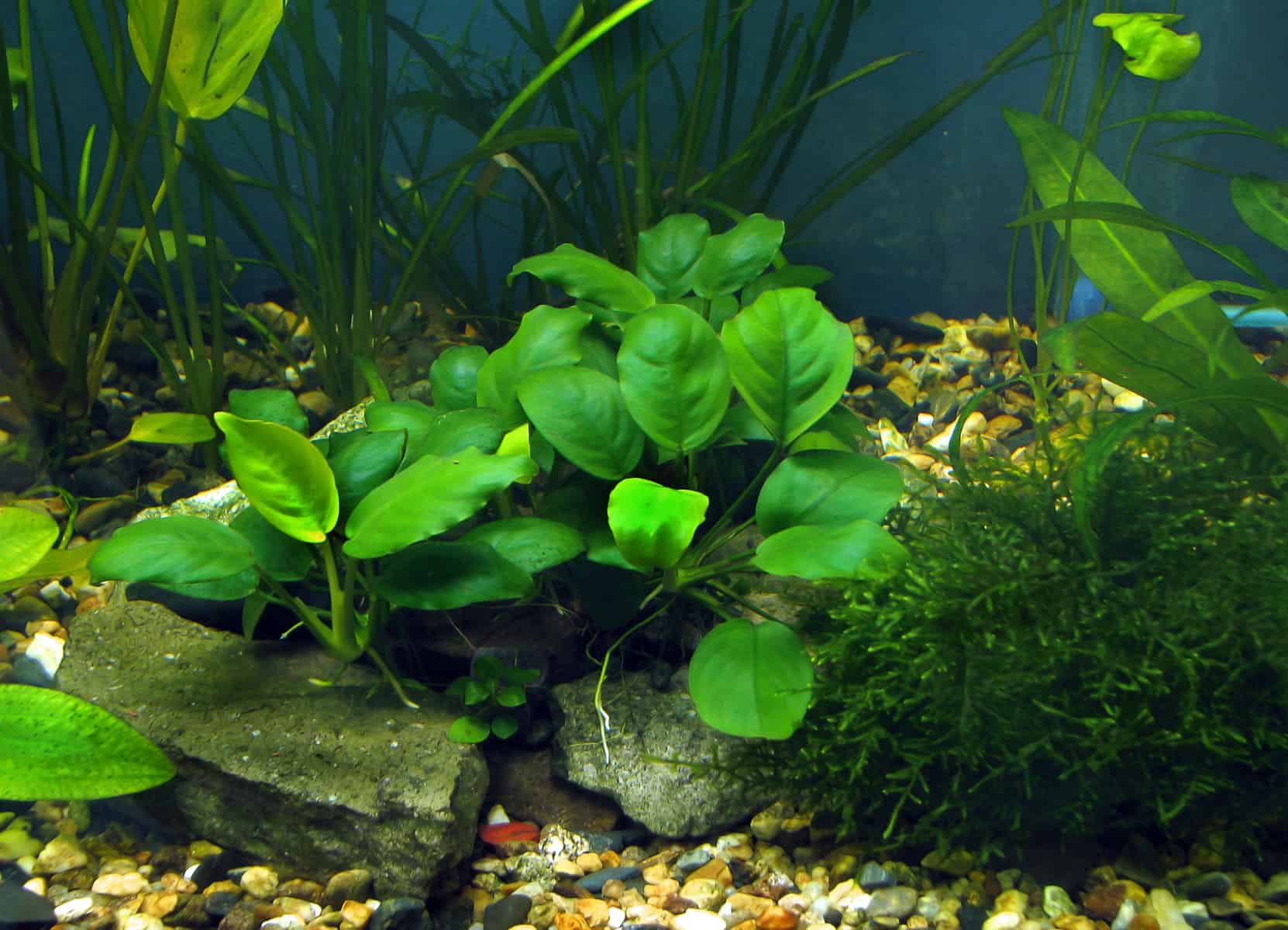 Rizoma de cuidados com o aquário da planta Anubias