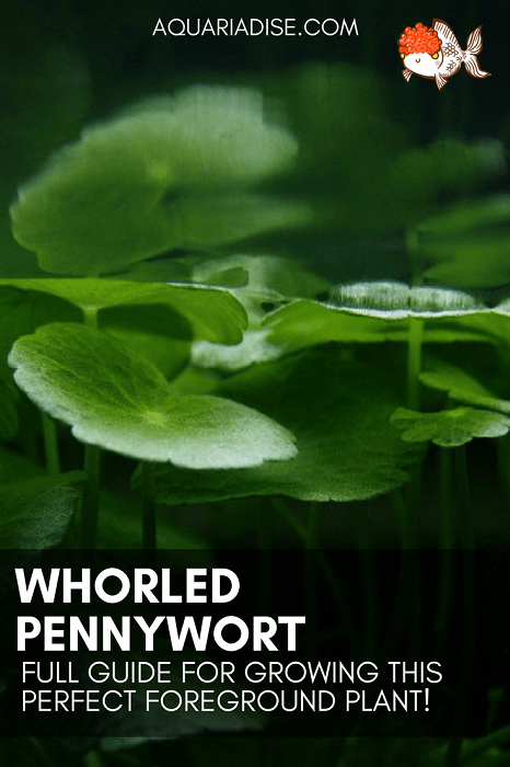 Funky foreground plant | How to grow whorled pennywort