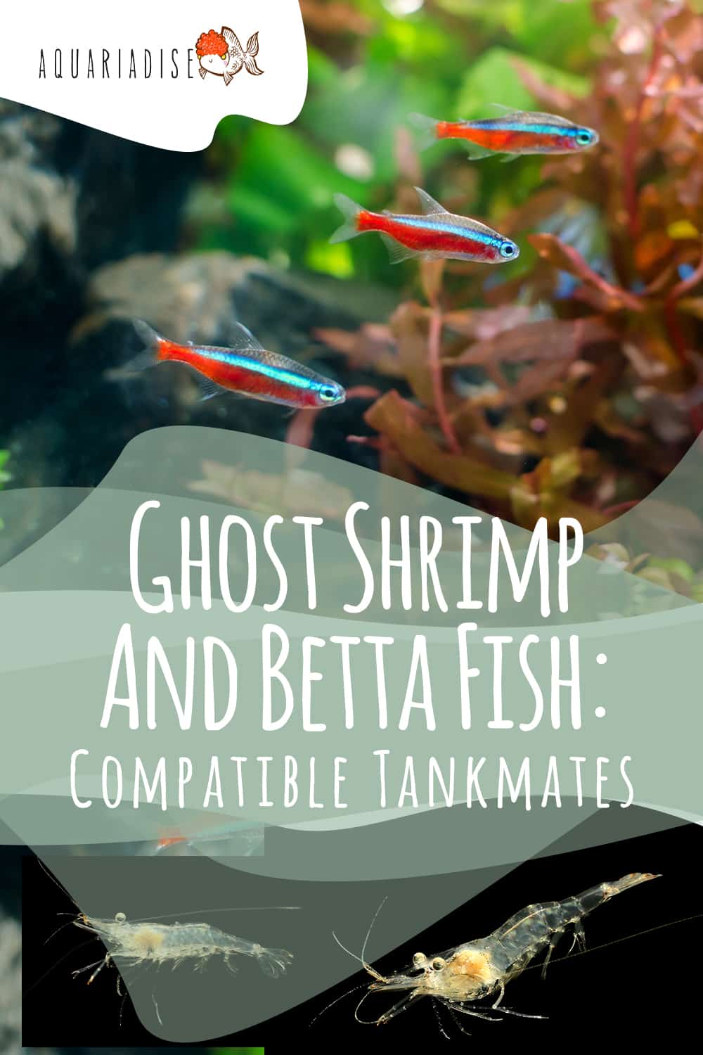 Betta tankmates | 6 species that can be kept with Betta fish