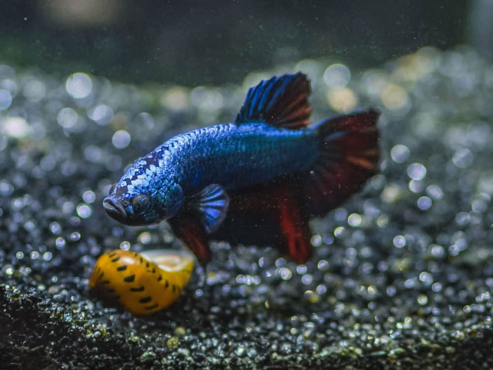Betta tankmates | 6 species that can be kept with Betta fish