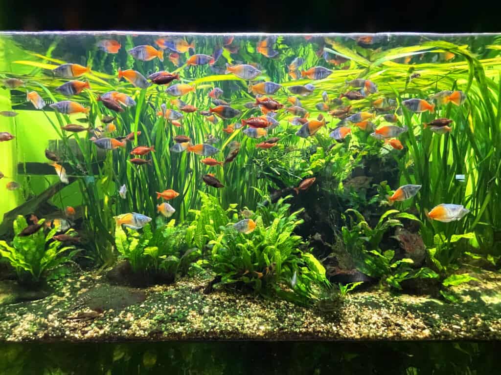 why buying a large aquarium might be better