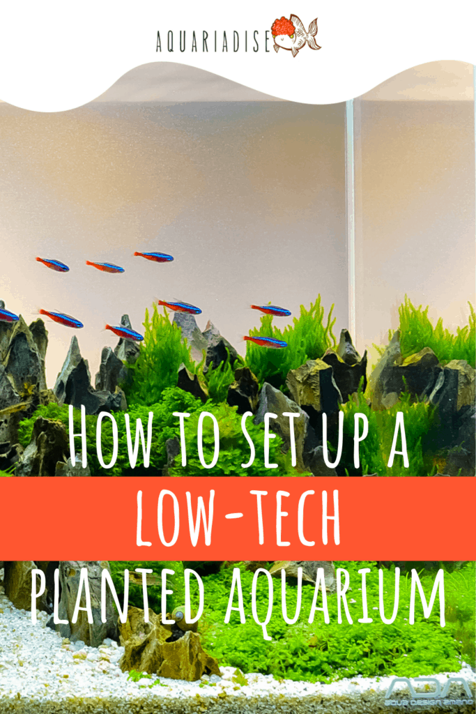 Image showcasing How To Set Up A Low-Tech Planted Aquarium | Aquariadise