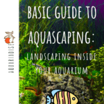 Guía básica de Aquascaping