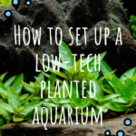 Configurar un acuario plantado de baja tecnología