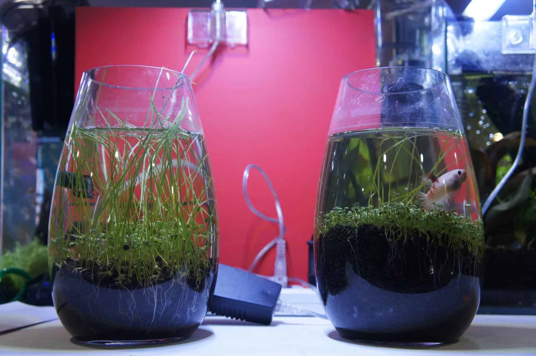 Conform teller vrije tijd Doe-het-zelf: Een alternatief voor die vissenkom! - Aquariadise