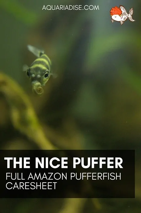 A nice puffer? | Full Amazon pufferfish caresheet