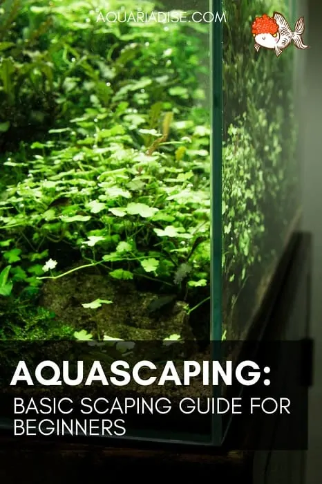 Basic aquascaping guide | Starting your own aquarium garden
