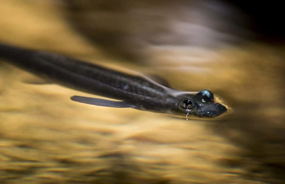 brackish aquarium fish