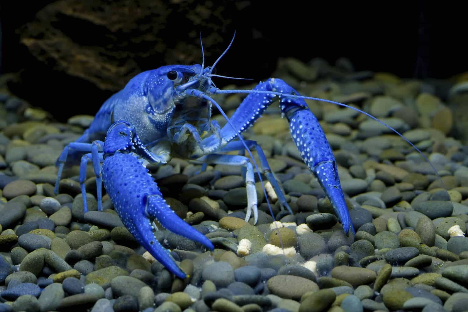 Pet Crayfish 7 Freshwater Aquarium Crayfish Aquariadise pet-crayfish-7-freshwater-aquarium-crayfish-aquariadise
