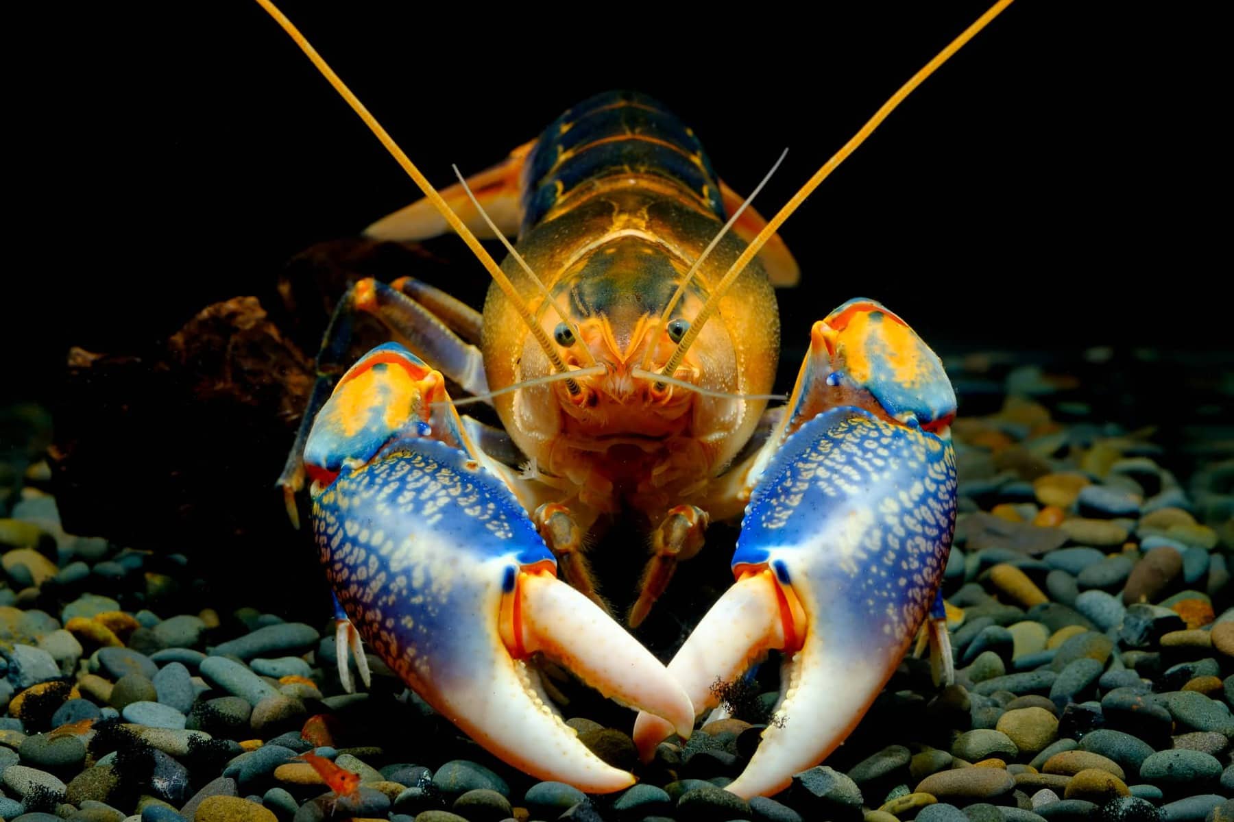 live crawfish in water