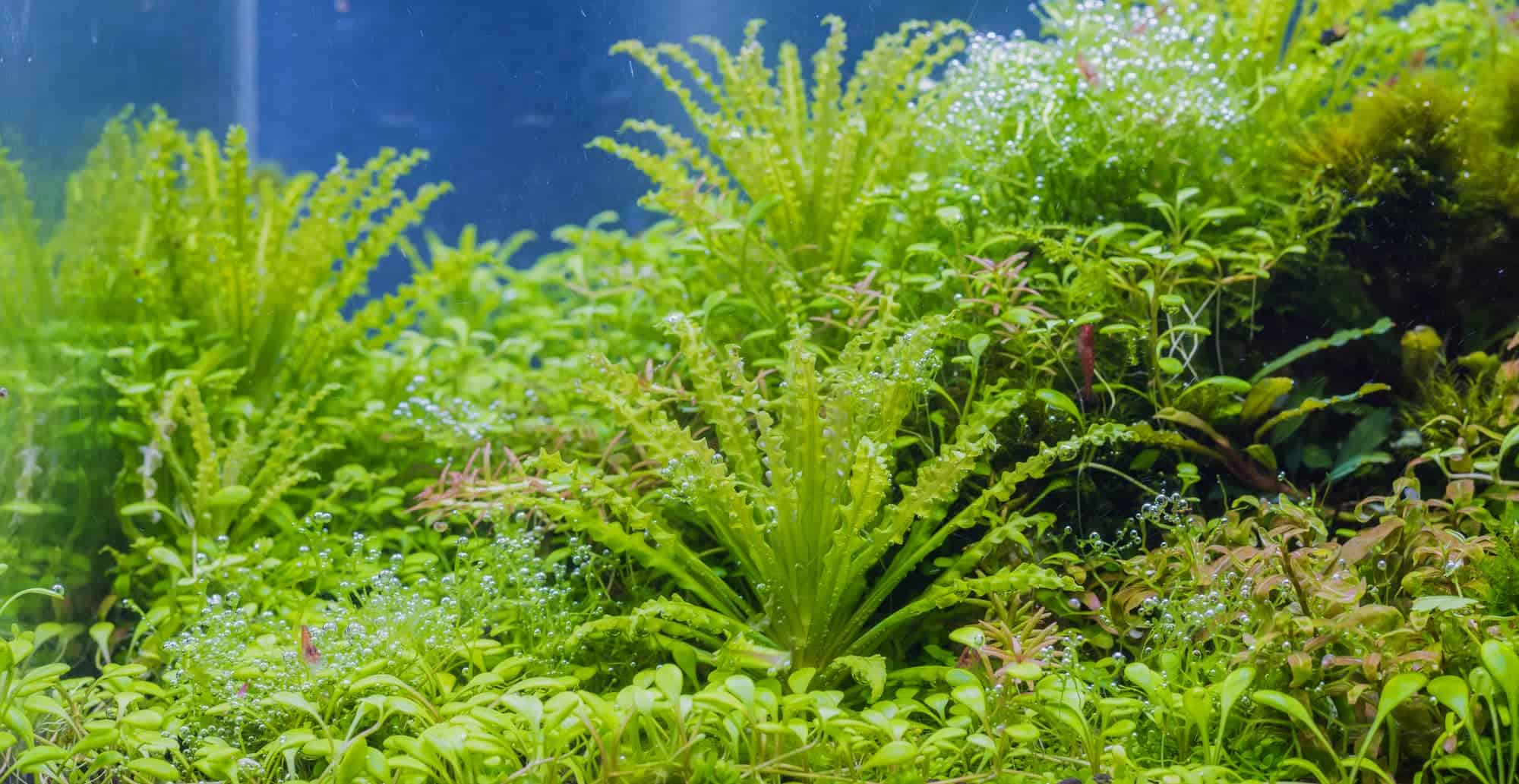 Growing Pogostemon Helferi   Downoi Plant Caresheet   Aquariadise