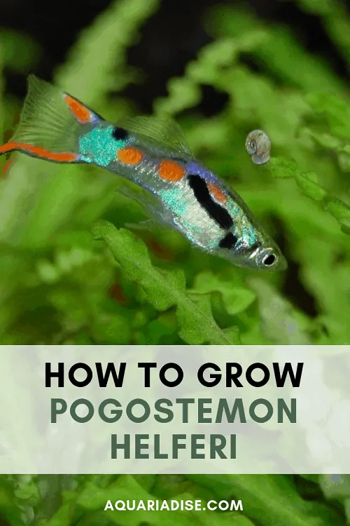 How to grow Pogostemon helferi in your aquarium #aquascapes #aquatic