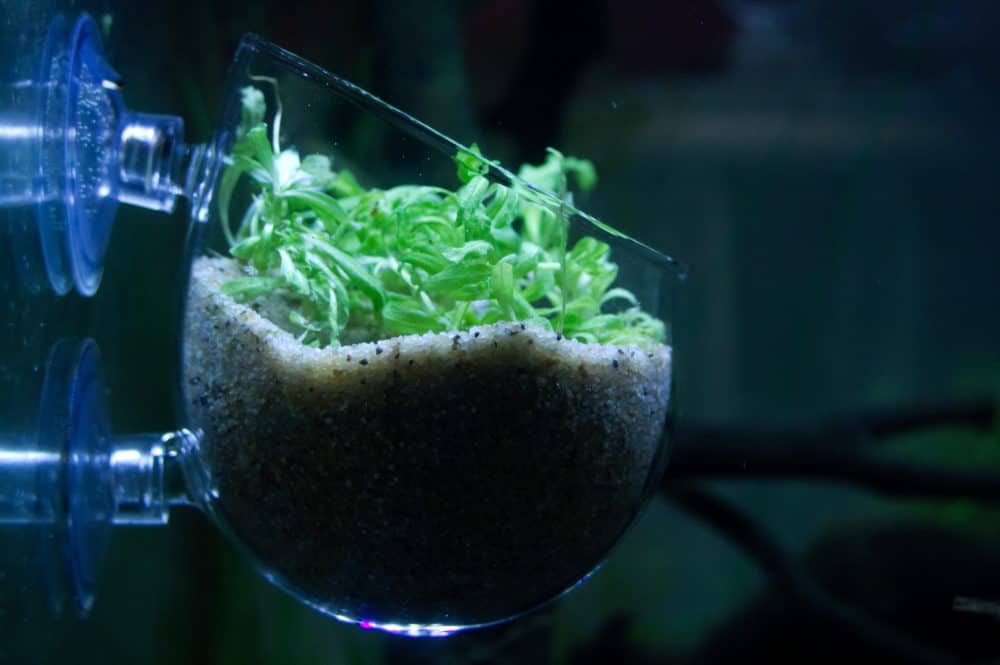 glass aquarium plant pot review