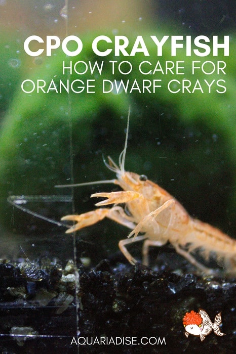 Cangrejo de río enano naranja |  ¡Cuidado e información de cray de CPO!