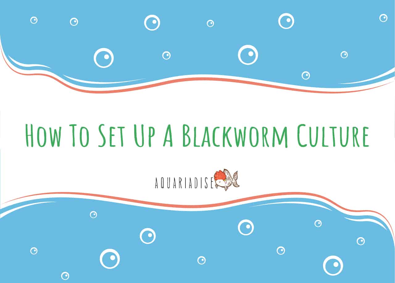 How To Set Up A Blackworm Culture