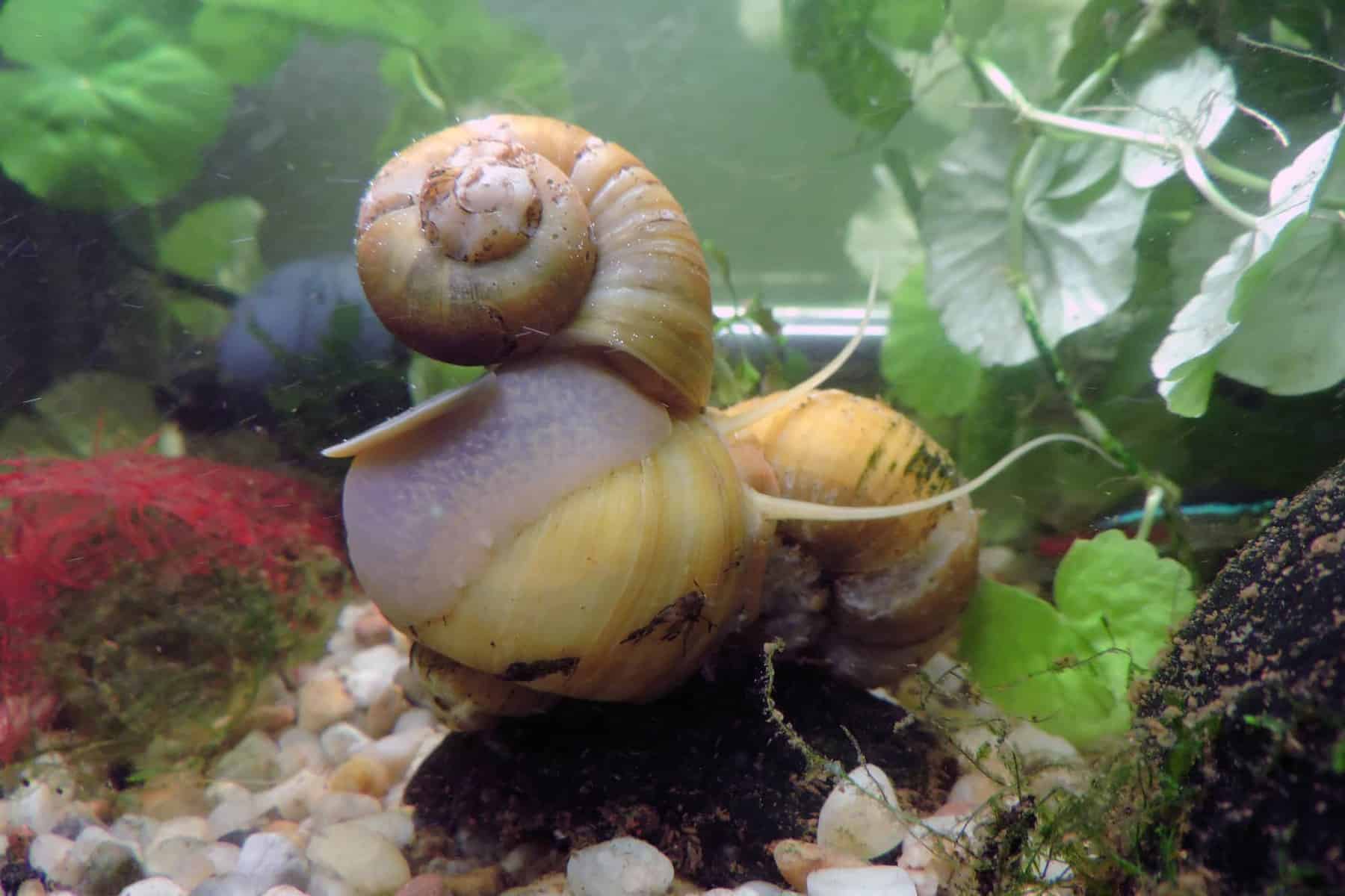 Aquarium Snails