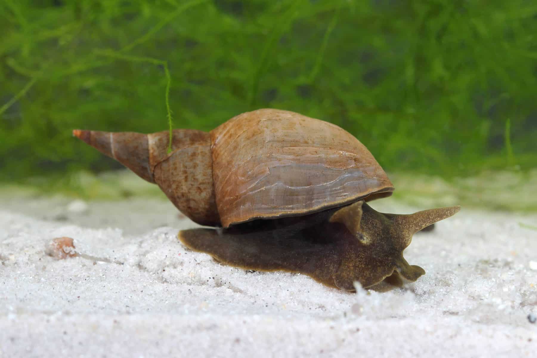 Pond Snail