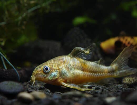Curated visual reference: Gallery Detail: How To Goldfish Proof Your Aquarium