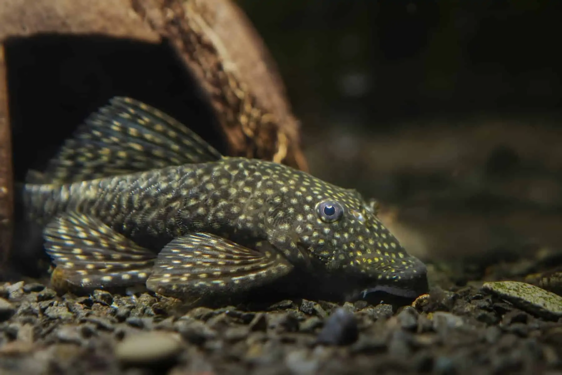 Top 5 Bottom Feeder Fish  Freshwater Bottom Dwellers - Aquariadise