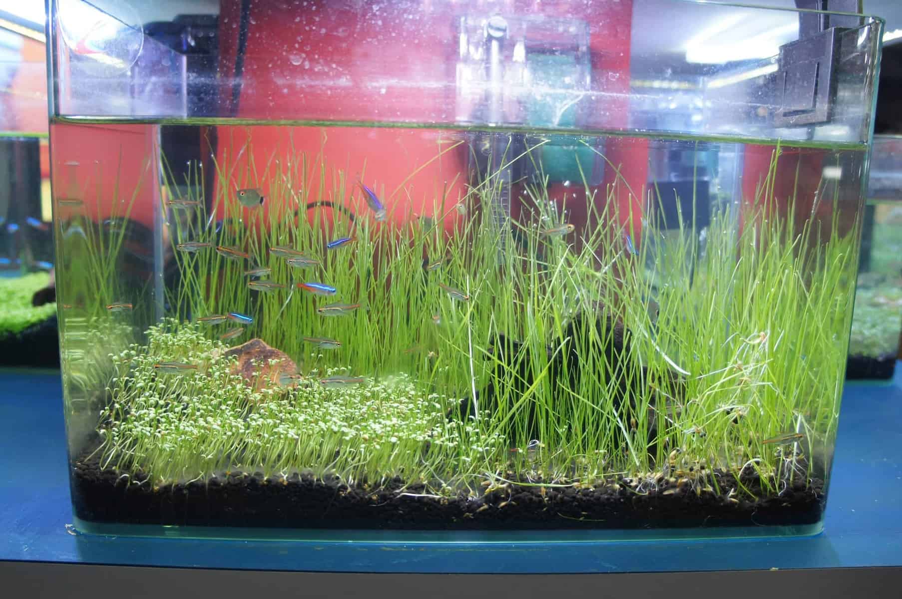 Growing Dwarf Hairgrass