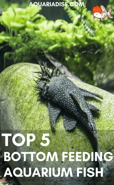 Bottom dwelling fish | Top 5 fish for the bottom water layer