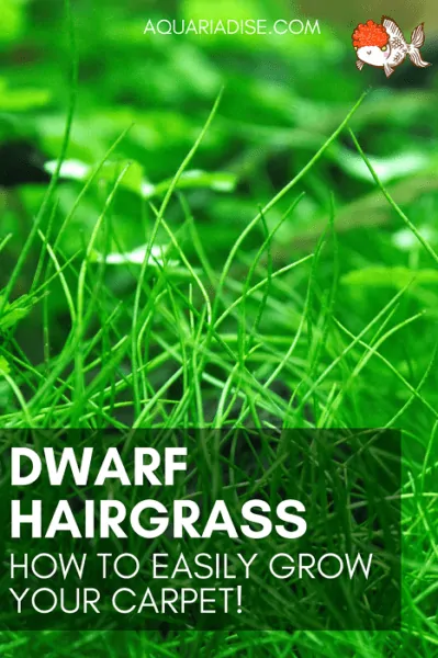 Growing dwarf hairgrass in your aquarium: everything you need to know!