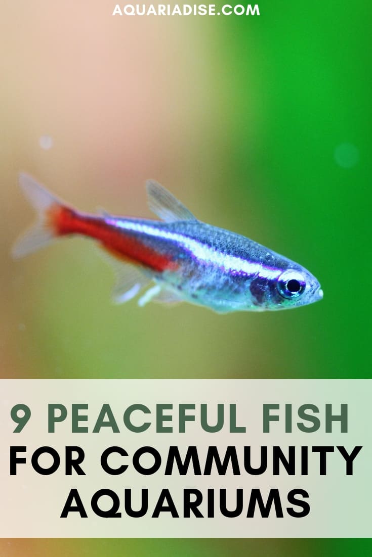Peaceful fish