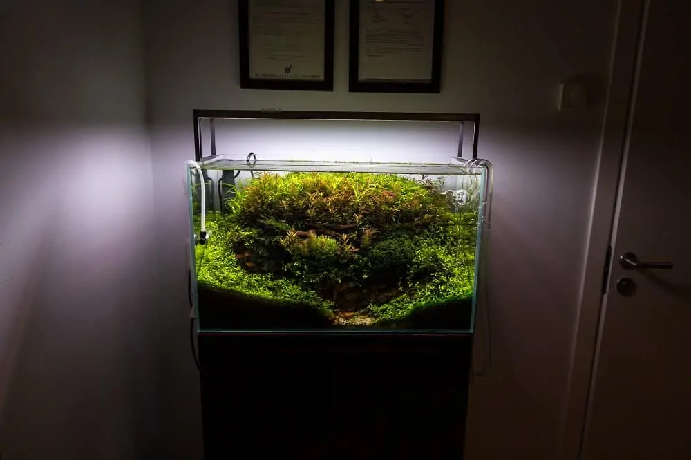 Wondering how to light an aquarium? This guide contains everything you need to know! #fishtank