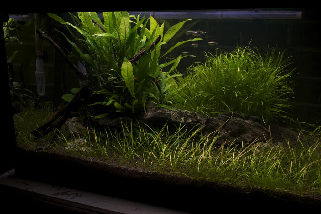 Low light aquarium plants