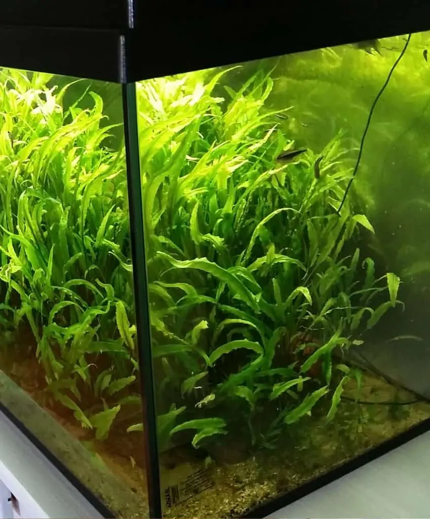 9 low light plants for your aquarium - no high tech or fancy equipment needed! #aquariums