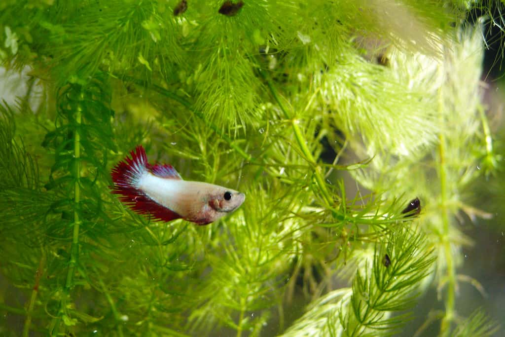 Betta sorority | The ugly truth - Aquariadise