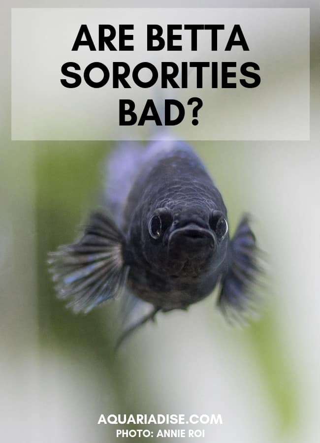 Can female Bettas coexist peacefully in a Betta sorority? Find out the ugly truth about keeping multiple female Betta fish together. #aquariums