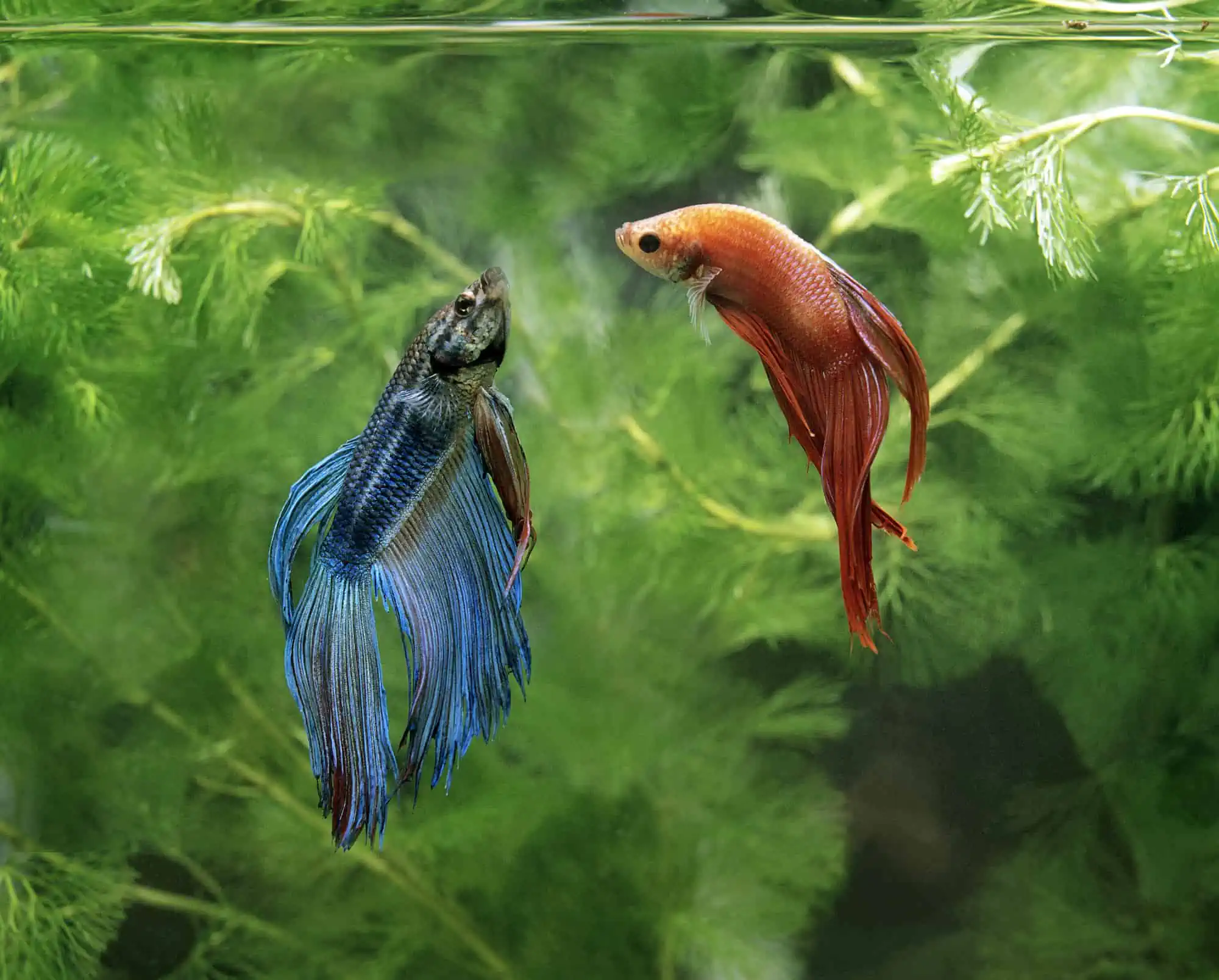 Betta Sorority