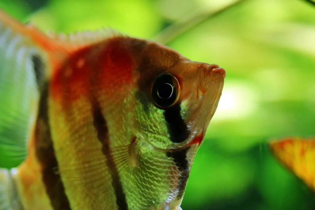 Wondering how to keep your angelfish happy and healthy? Head over to the angelfish caresheet for the basics. #aquariums