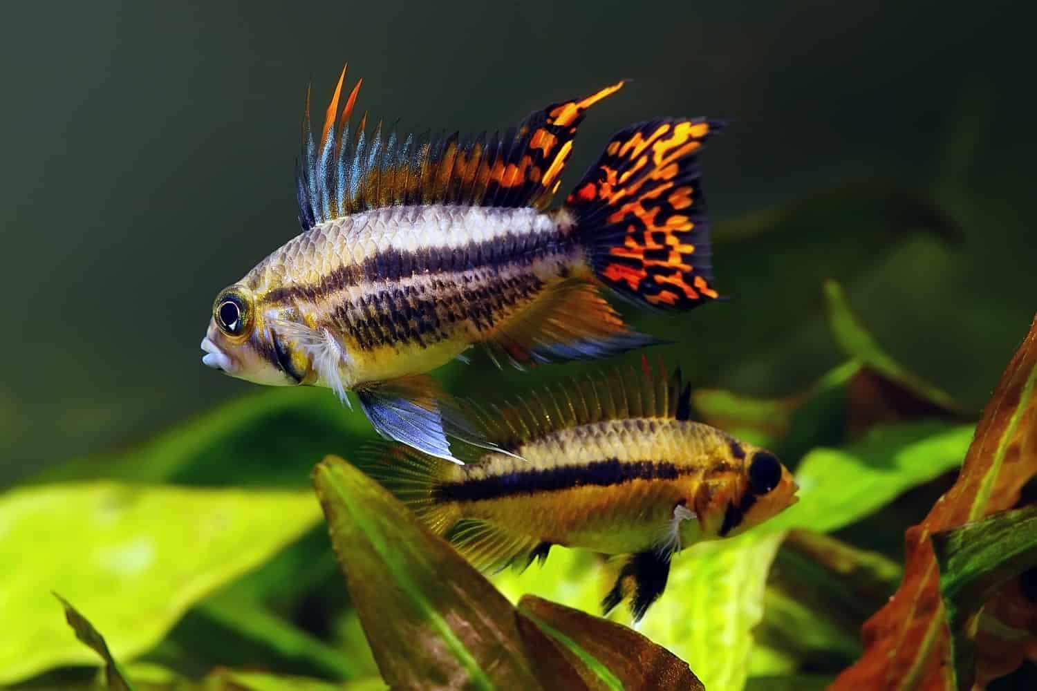 Looking to set up a South American biotope aquarium? These 6 South American cichlids are perfect for beginners! #aquariums