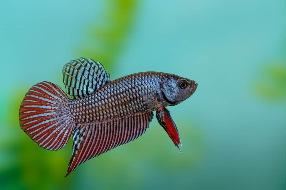 wild type betta fish