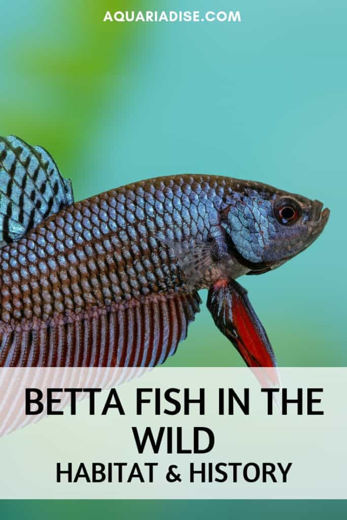 ¿Dónde viven los peces Betta en la naturaleza?  ¿Y cómo llegaron a nuestros hogares?  Este artículo lo explica todo. 
