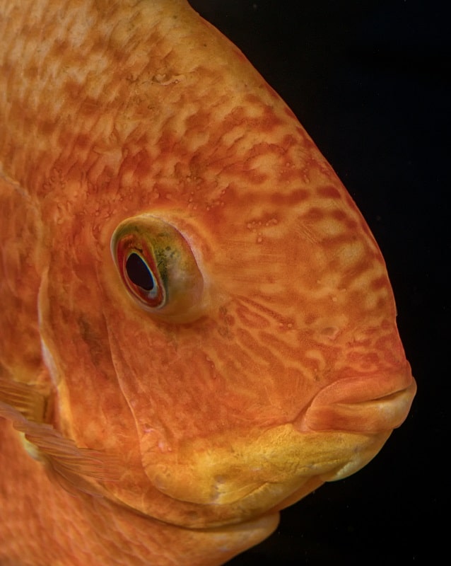 Looking to set up a South American biotope aquarium? These 6 South American cichlids are perfect for beginners! #aquariums