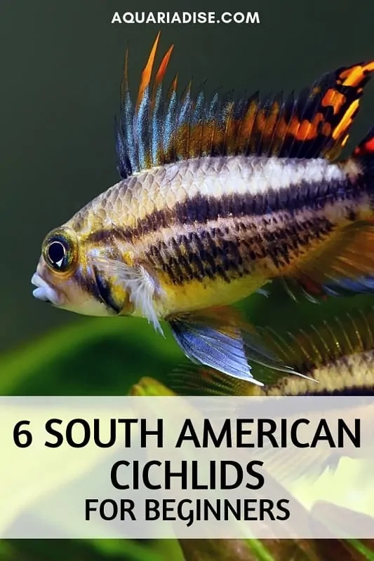 Looking to set up a South American biotope aquarium? These 6 South American cichlids are perfect for beginners! #aquariums