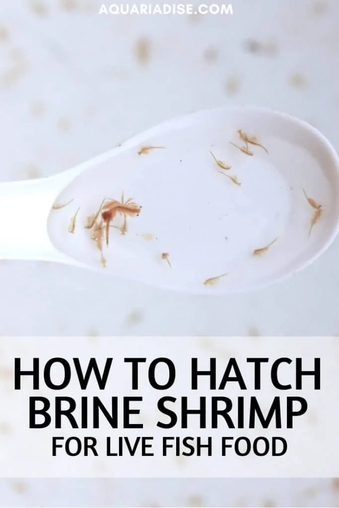 Looking for an easy live food option for your aquarium fish that you can culture at home? Brine shrimp are the solution! 