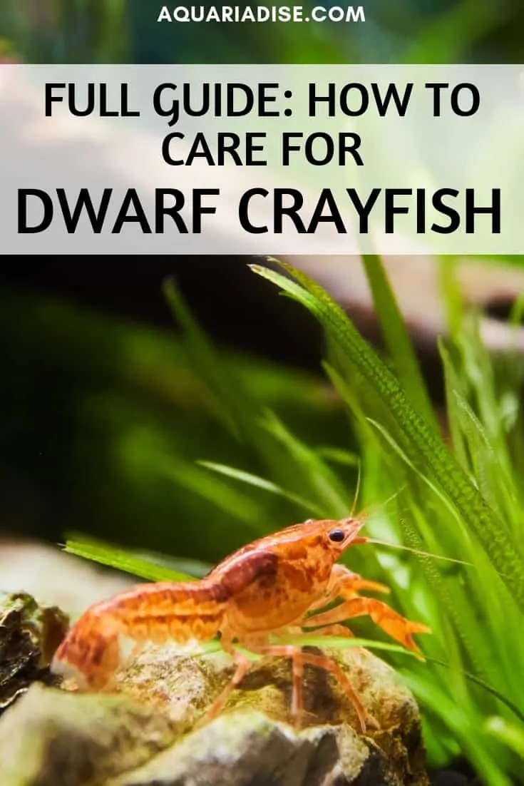 In need of some life in your nano aquarium? One of the various dwarf crayfish species might be the perfect choice. #aquariums