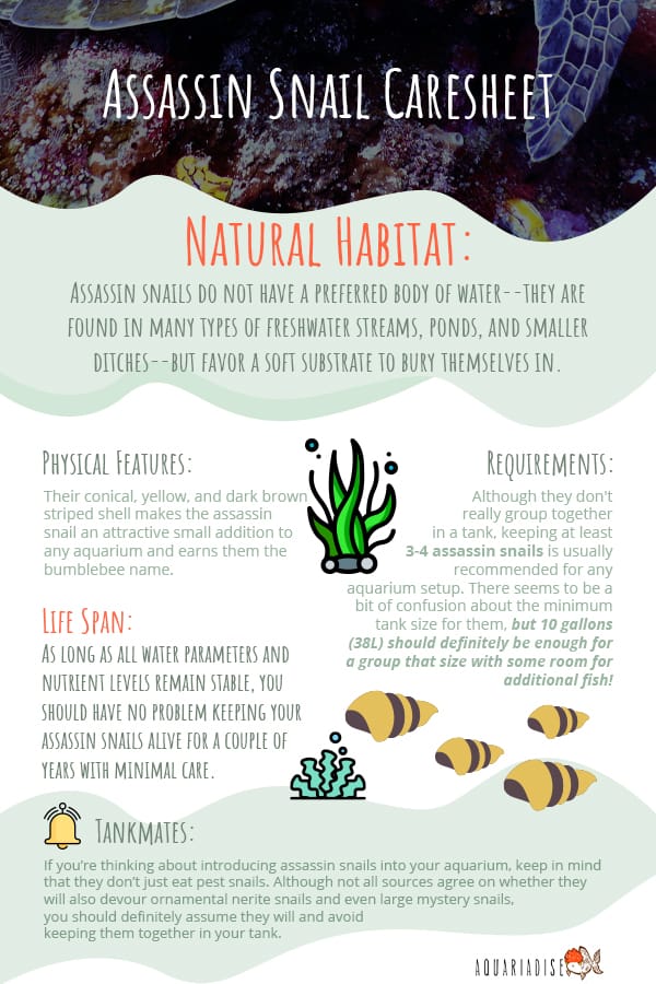 Assassin Snail Care Guide