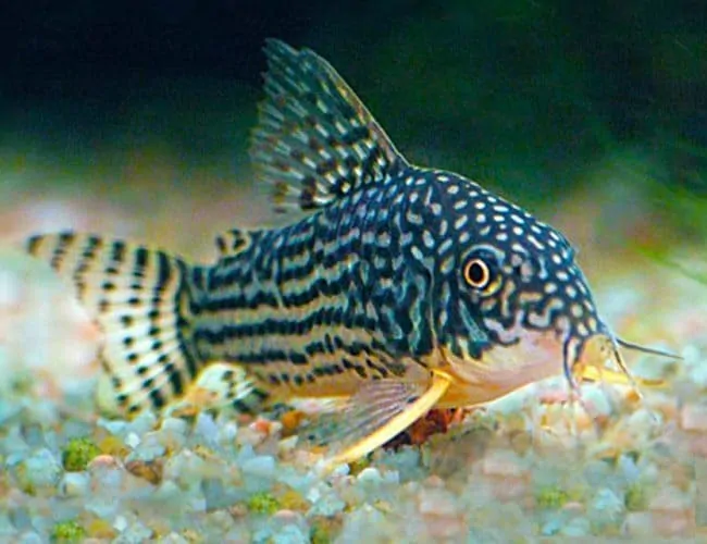 Corydoras top catfish care